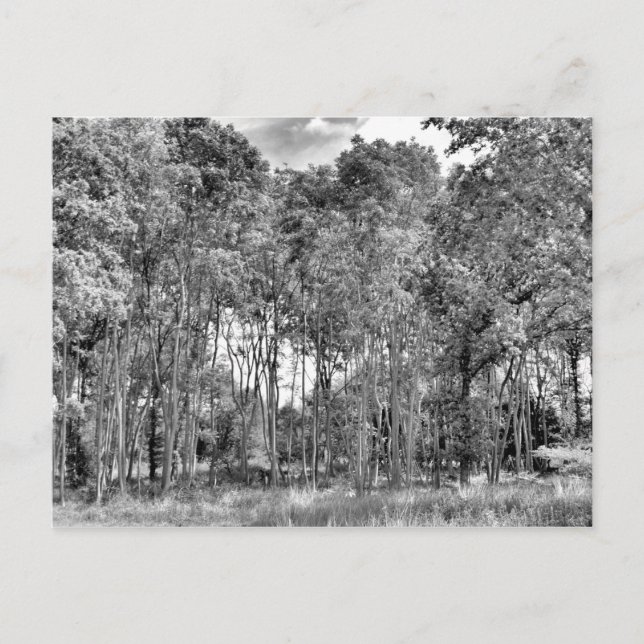 Cartão Postal Woodland Walk (Frente)