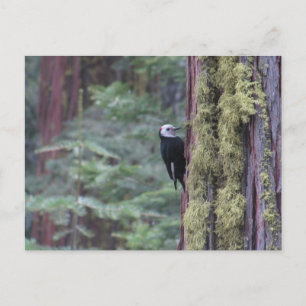 Cartão Postal Woodpecker- Yosemite