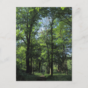 Cartão Postal Woods. Bute Park, Cardiff