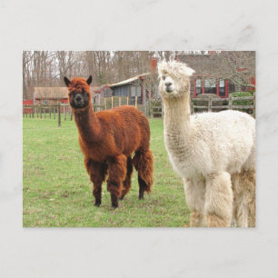 Cartão Postal Wooly Llamas ~ cartão-postal