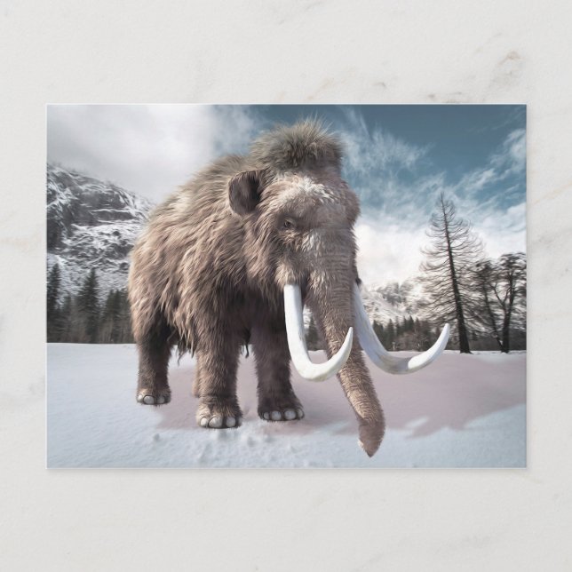 Cartão Postal Wooly Mammoth (Frente)