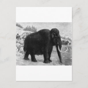 Cartão Postal Wooly Mammoth Mod Destiny
