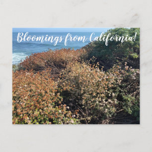 Cartão Postal World2Celebrate: Bloomings da Califórnia!