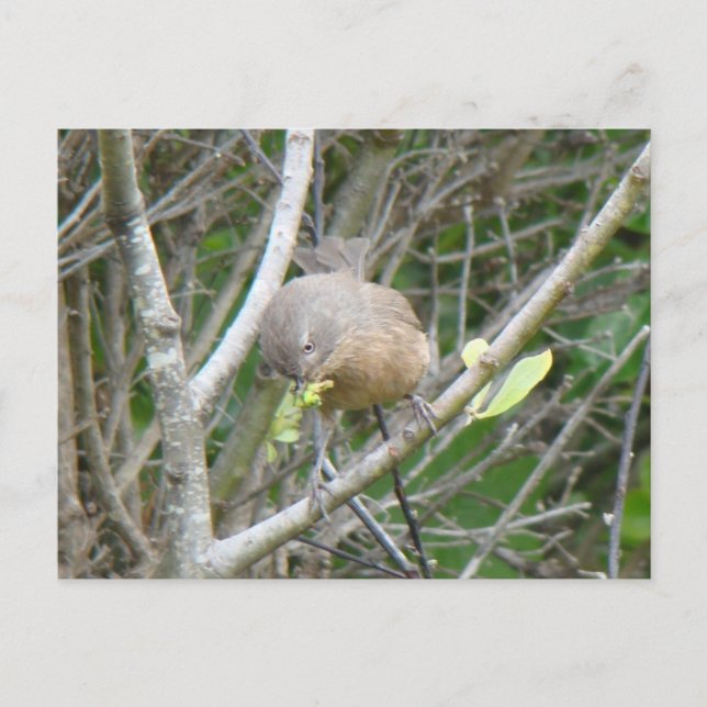 Cartão postal Wrentit (Frente)