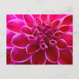 Cartão Postal Wunderschöner rosa-rosa-rosa-rosa-farbener Blüteng