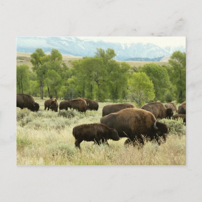 Cartão Postal Wyoming Bison Nature (Frente)