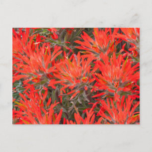 Cartão Postal Wyoming, condado de Lincoln, Desert Paintbrush