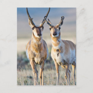 Cartão Postal Wyoming, Condado de Sublette, cervos Pronghorn