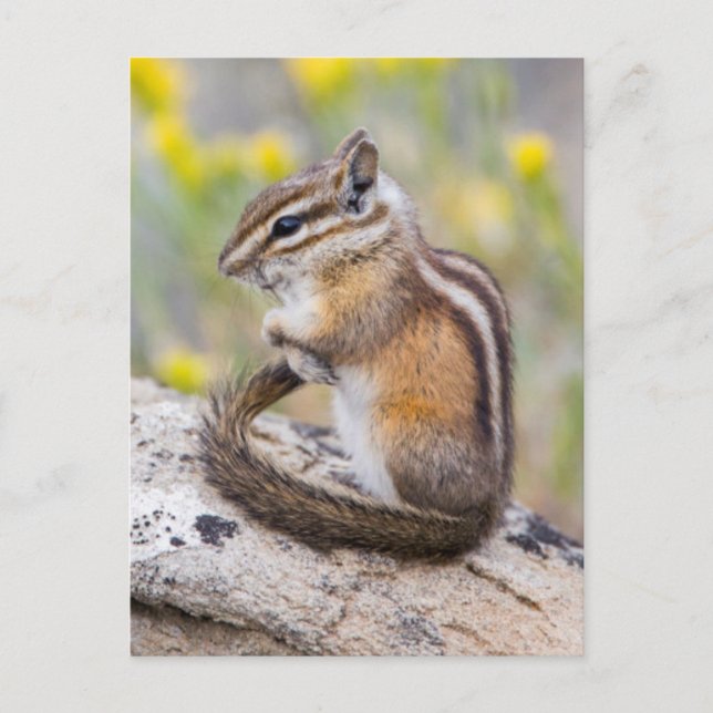 Cartão Postal Wyoming, Condado de Sublette, Least Chipmunk (Frente)