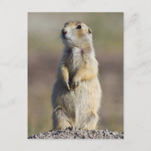 Cartão Postal Wyoming, Condado de Sublette, Prairie de cauda bra