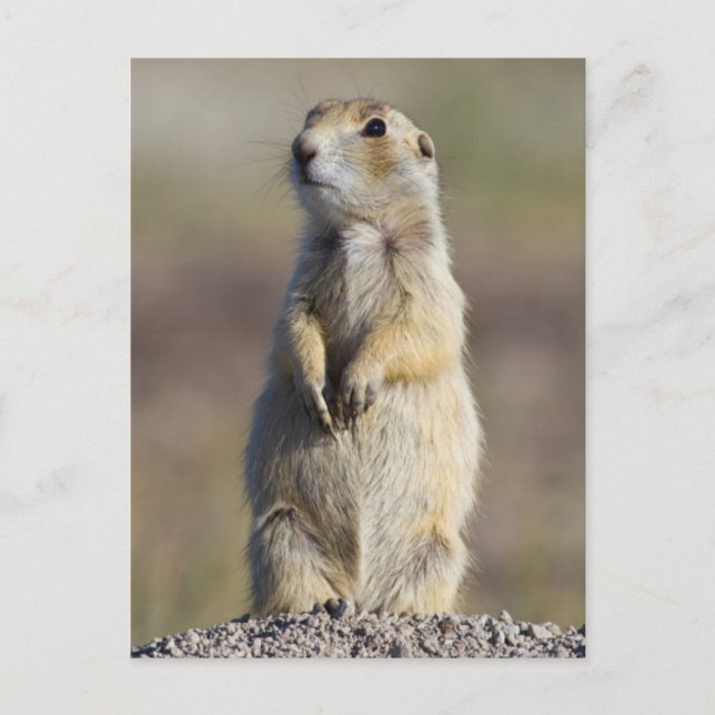 Cartão Postal Wyoming, Condado de Sublette, Prairie de cauda bra (Frente)