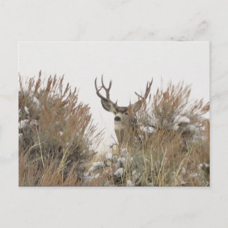 Cartão Postal Wyoming Deer