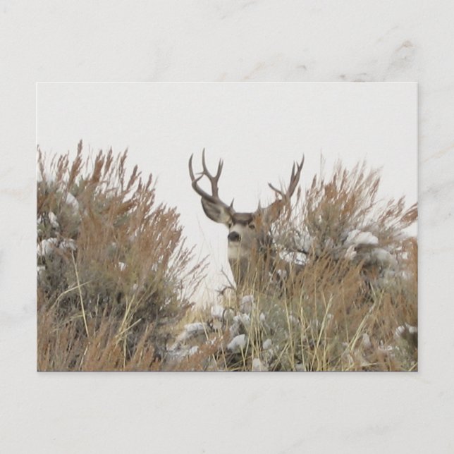 Cartão Postal Wyoming Deer (Frente)