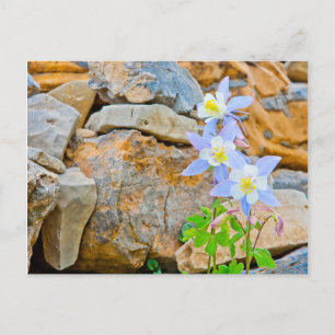 Cartão Postal Wyoming, Grand Teton National Park 1