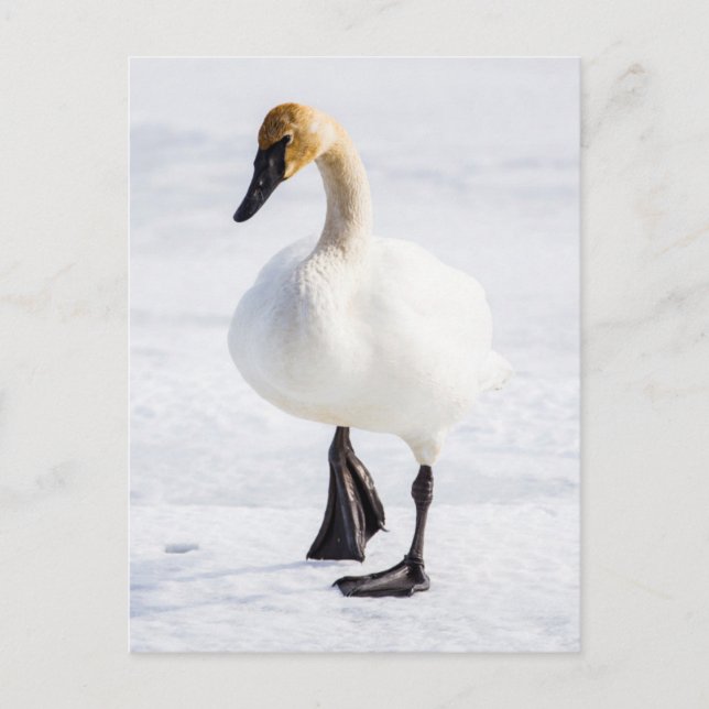 Cartão Postal Wyoming, refúgio nacional dos alces, cisne de (Frente)