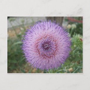 Cartão Postal Xisto de Leite Roxo