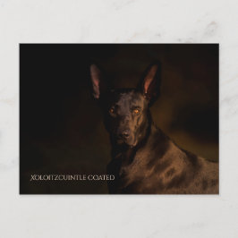 Cartão postal Xoloitzcuintle