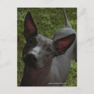 Cartão Postal Xoloitzcuintli
