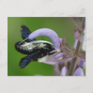 Cartão Postal Xylocopa iris