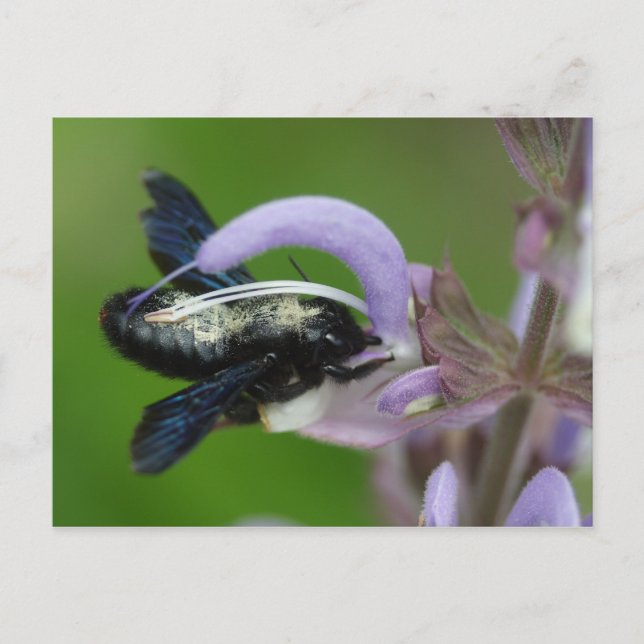 Cartão Postal Xylocopa iris (Frente)