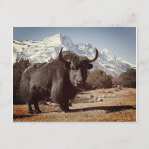 Cartão Postal Yak