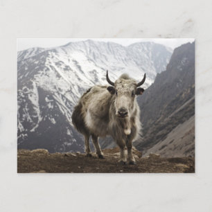 Cartão Postal Yak no Nepal