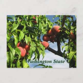 Cartão Postal Yakima Valley Peaches, Estado de Washington.