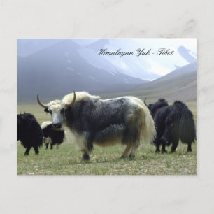 Cartão Postal Yaks, Himalaia, Nômades de Montanha Ladakh e Yak 