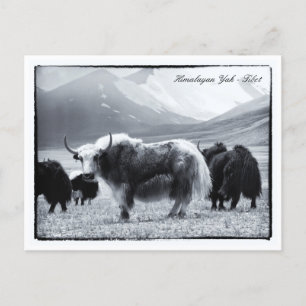 Cartão Postal Yaks, Himalaia, Nômades de Montanha Ladakh e Yak T