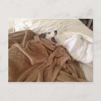 Cartão Postal Yawning Doggy
