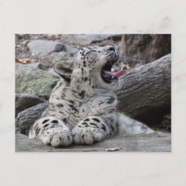 Cartão Postal Yawning Snow Lepard Cub