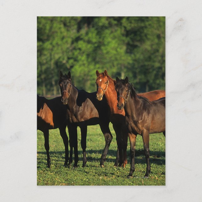Cartão Postal Yearlings de raça pura (Frente)
