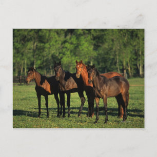 Cartão Postal Yearlings de raça pura