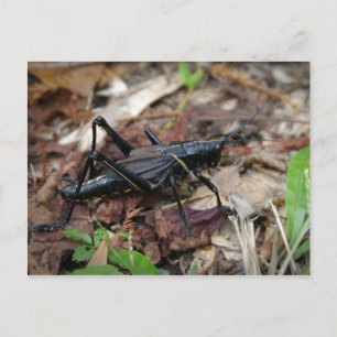 Cartão Postal Yellow and Black Cricket