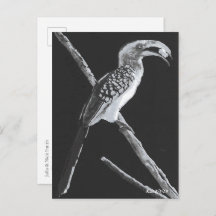 Yellow Billed Hornbill, Kalahari Animal