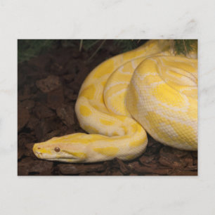 Cartão Postal Yellow Burmese Python Incrível