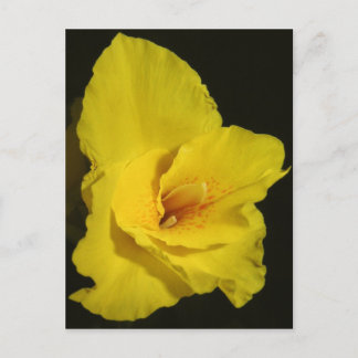 Cartão Postal Yellow Cannas Canna Lily Flower Photo