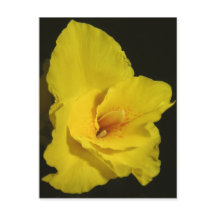 Yellow Cannas Canna Lily Flower Photo