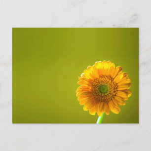 Cartão Postal Yellow Daisy Gerbera Flower