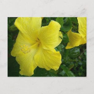 Cartão Postal Yellow Hibiscus Postcard