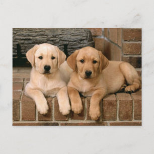 Cartão Postal Yellow Labrador Retriever