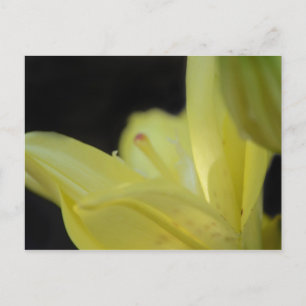 Cartão Postal Yellow Lily por Shirley Taylor