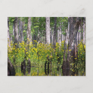 Cartão Postal Yellow Post Cards