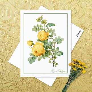 Cartão Postal Yellow Rosa Sulfurea Pierre-Joseph Redouté