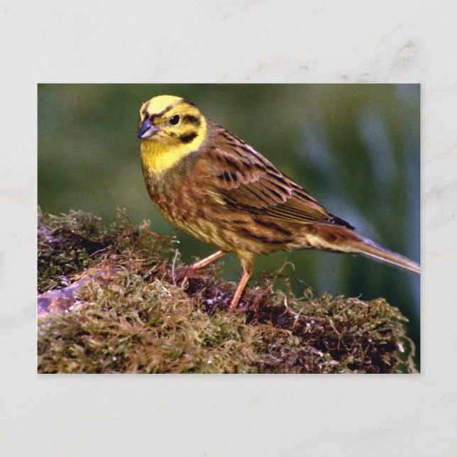 Cartão Postal Yellowhammer (Frente)