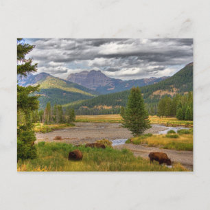 Cartão Postal Yellowstone Bison