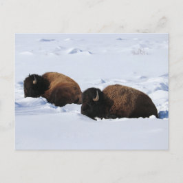 Cartão Postal Yellowstone Bison