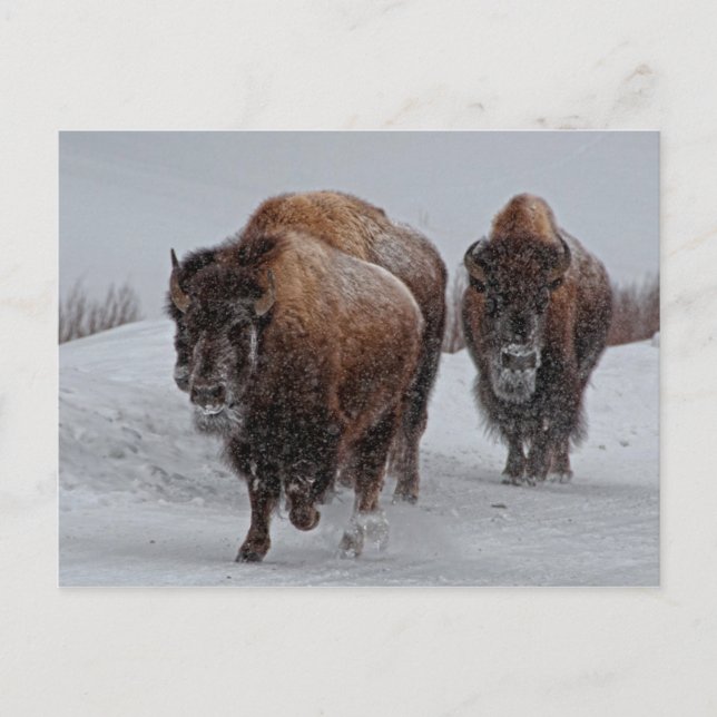 Cartão Postal Yellowstone Bison (Frente)