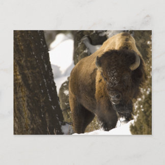Cartão Postal Yellowstone Bison
