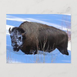 Cartão Postal Yellowstone Bison